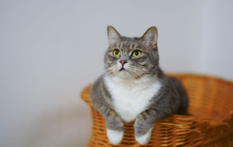 Cambouis, goudron, peinture : en débarrasser le chat