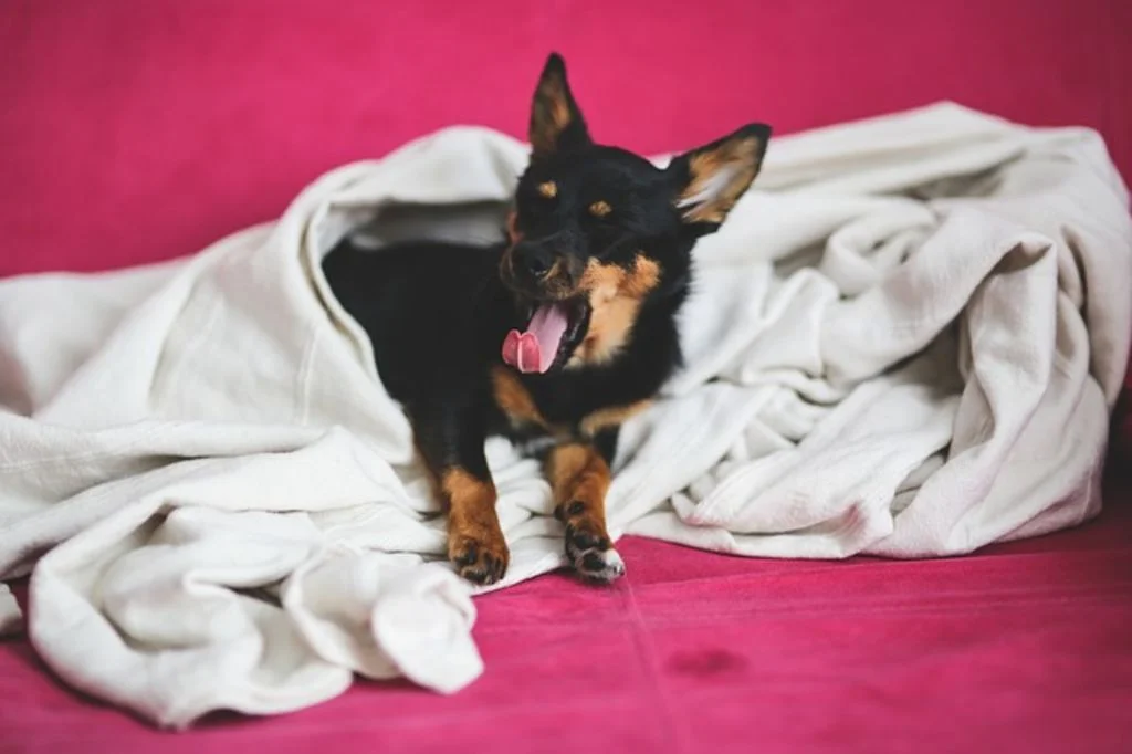 le chien et sa couverture