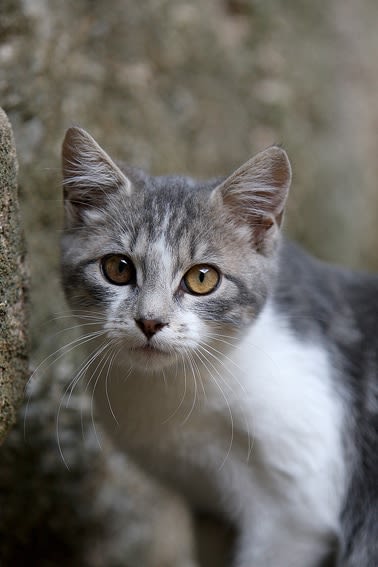 Connaître le chat et la spécificité de ses sens pour mieux communiquer