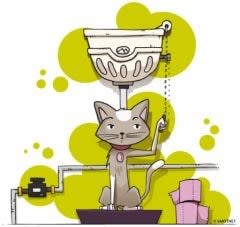 20 articles pour bien vivre avec son chat d&rsquo;intérieur