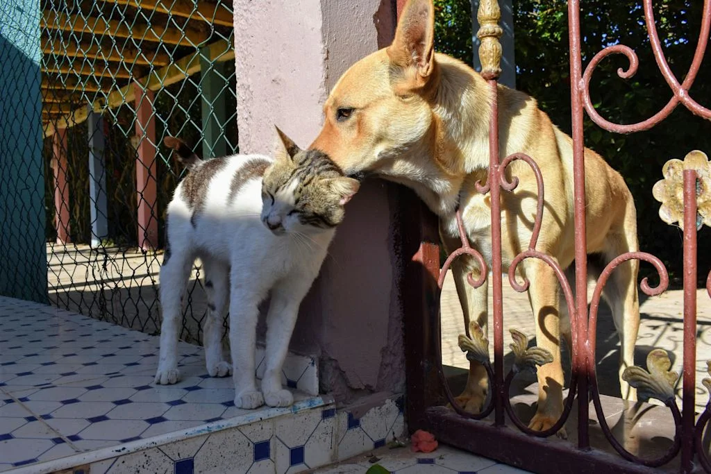 chat avec un chien