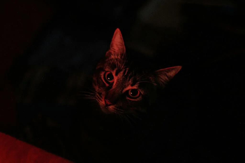 vue chat