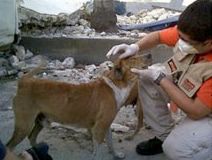 Une association aux secours des chiens et animaux d&rsquo;Haïti