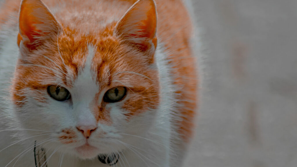 yeux chats infectés