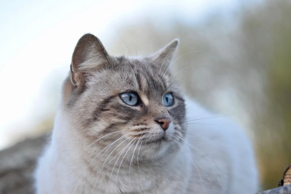chatte gestante