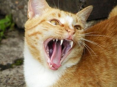 Bientôt une loi sur les chats dits dangereux