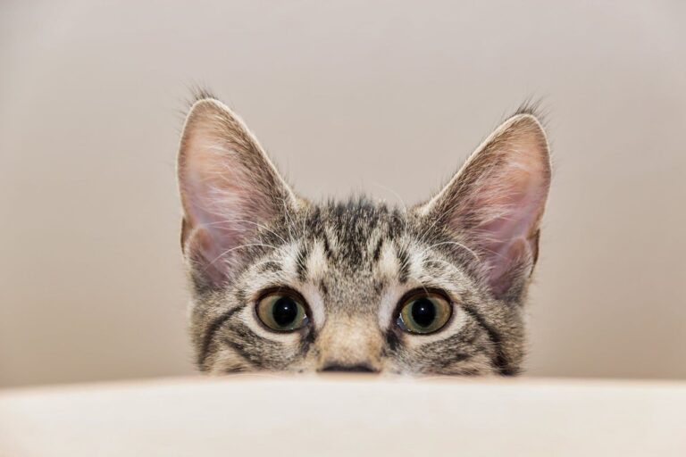 Education : mettez la curiosité de votre chat à profit