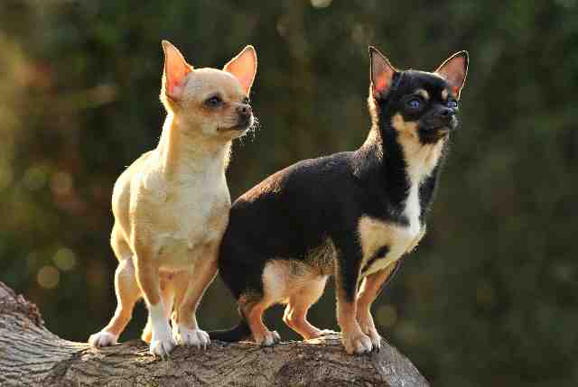 Chiens préférés : les petites races ont la côte