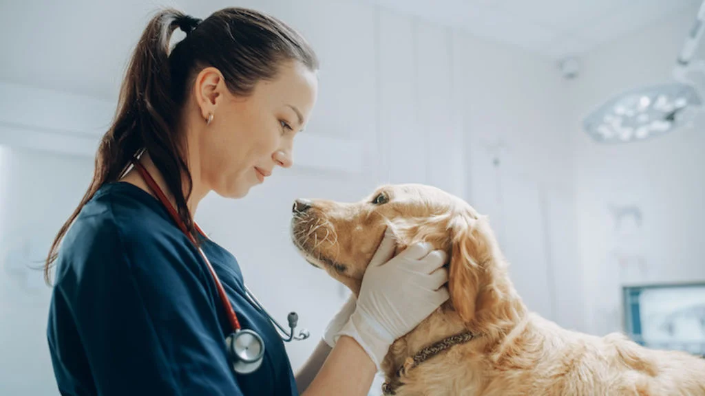 complications chienne grossesse nerveuse