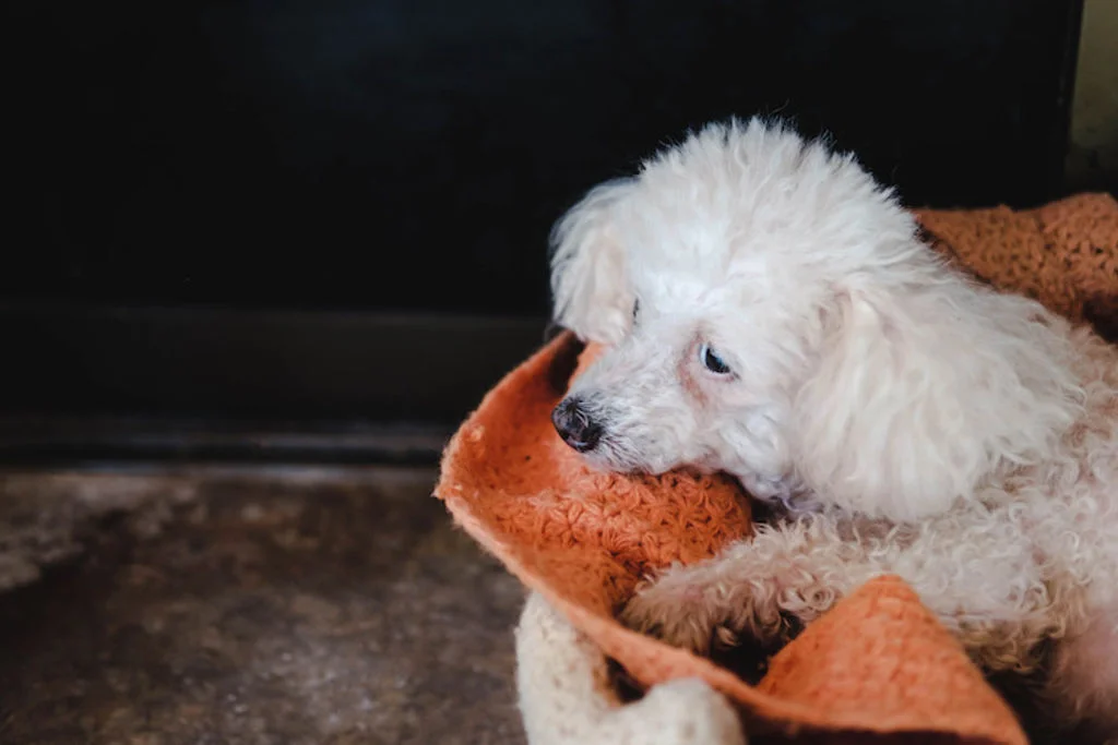 déprime chienne grossesse nerveuse