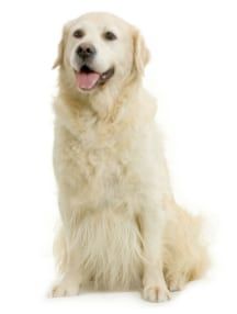 Dermatose : un nouveau test pour le golden retriever