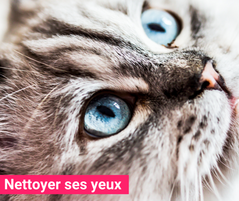 Comment nettoyer les yeux de votre chat ?