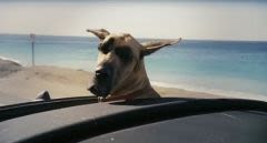 Marmaduke : une nouvelle comédie avec un chien en vedette