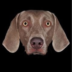 68 chiens et un chat célèbres s’invitent au musée