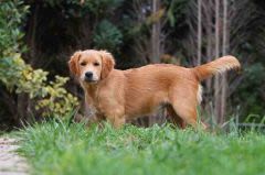 Arrivée du chiot : ce qu’il faut faire et ne pas faire