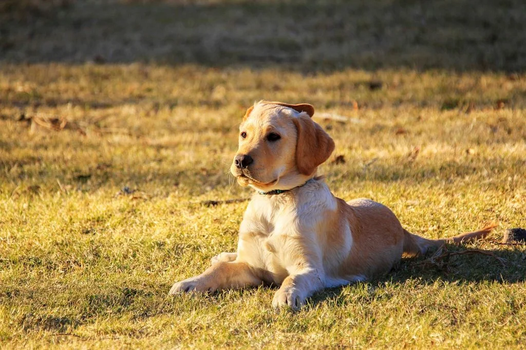 chiot golden