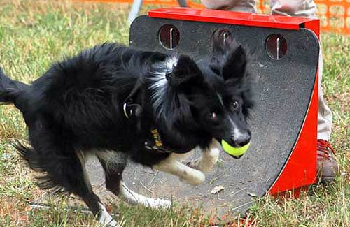 Flyball : rendez-vous pour la finale du Championnat de France