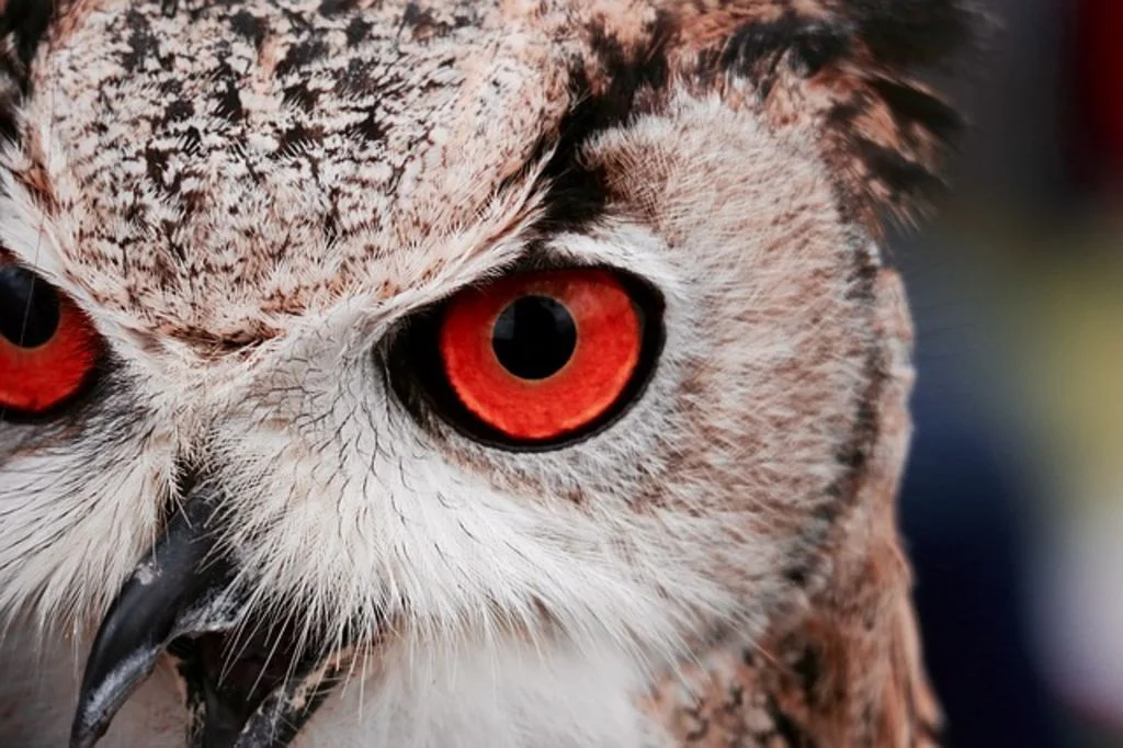 hibou yeux rouges