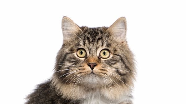 Nullodor : litière pour chats nouvelle génération