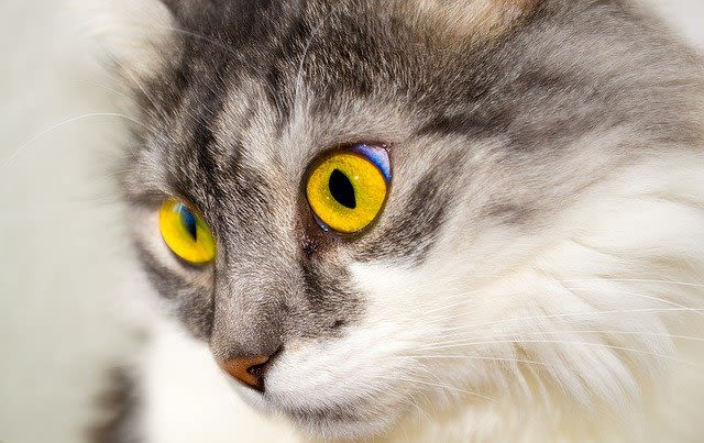 Tapetum Lucidum : il fait réfléchir l’œil du chat