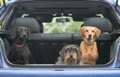 Voyager avec son chien ou son chat hors d&rsquo;Europe