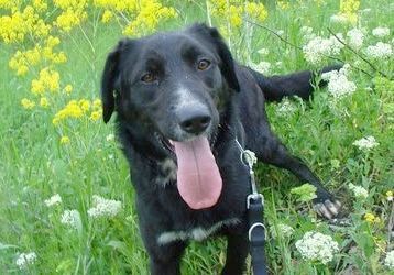 Adoption de chiens et chats : choisir une Perle Noire !