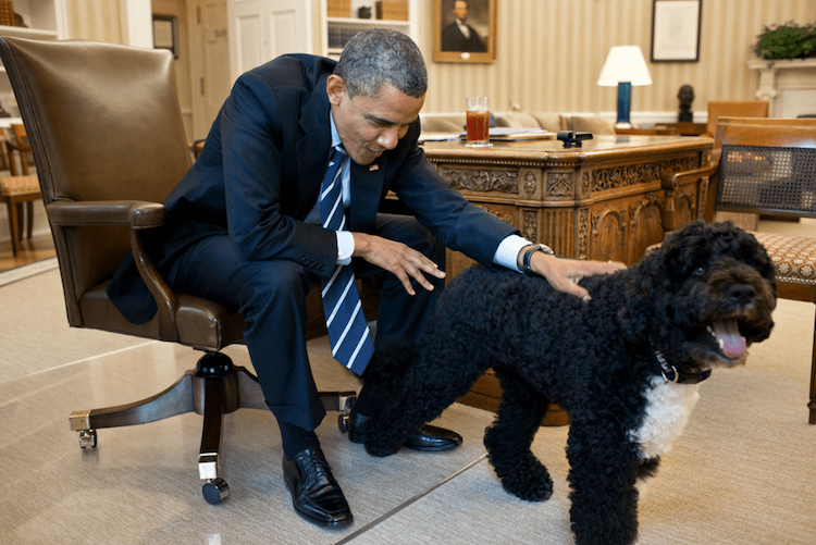 Chiens de présidents : de coup de coeur en coups de crocs !