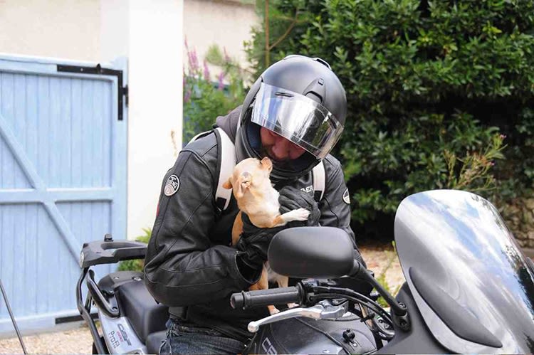 Faire de la moto avec son chien : c’est possible !
