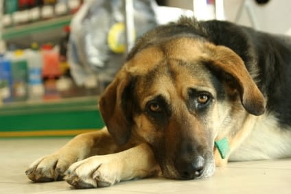 Douleurs chien et chat : la cibler et la dépister