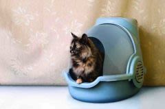 Bionaire : les toilettes pour chats du futur