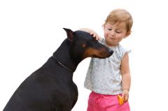Un nouveau cas de morsure mortelle de chien en France