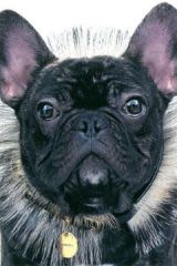 Marcel : un bouledogue français qui ne prend pas une ride