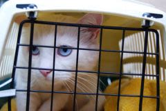 En voiture, pensez aux risque d&rsquo;accidents pour votre chat