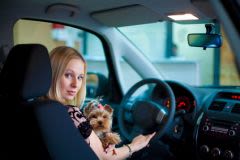 Risque d’accident : en voiture, pensez aussi à votre chien