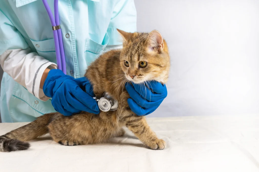 chat ausculte par veterinaire