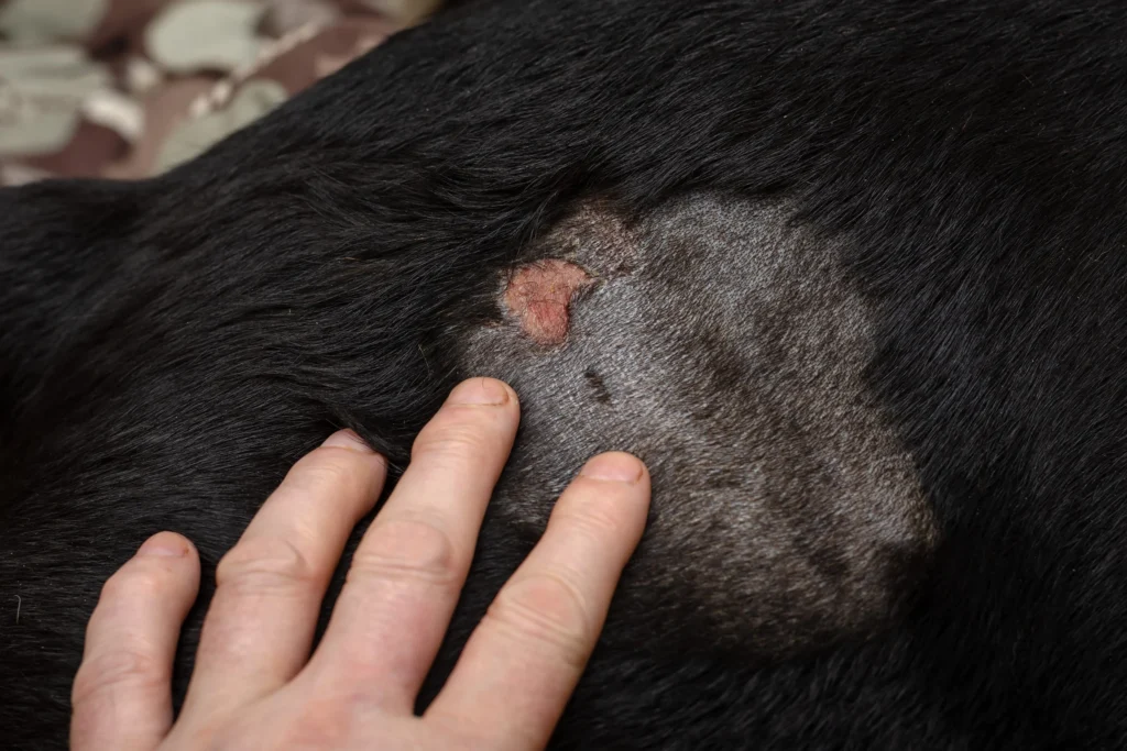 peau avec lesion chien