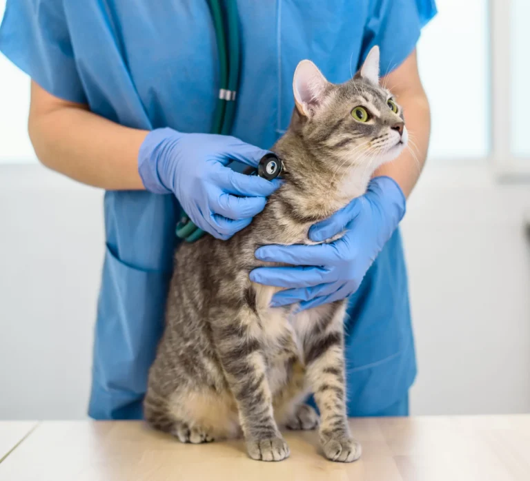 Surveiller le rythme cardiaque d&rsquo;un chat
