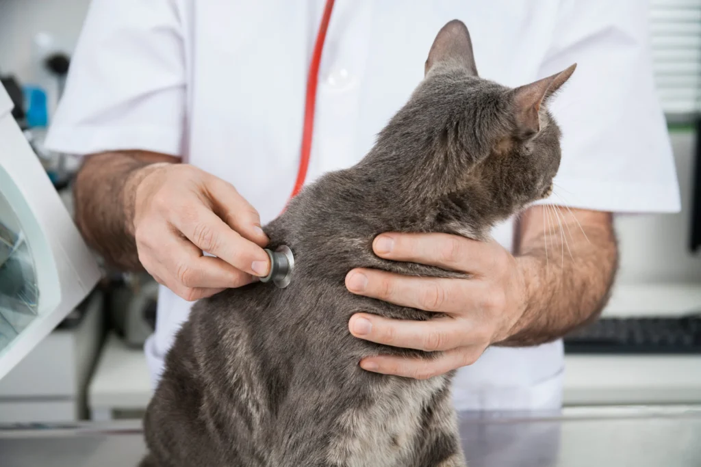 chat gris stethoscope