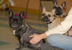 Le cercle du bouledogue Français