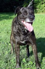 Un simple clic pour lutter contre les abandons de chiens et de chats