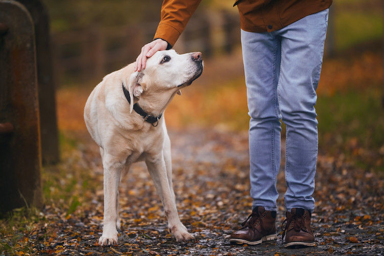 Rappel : un exercice d’une grande importance pour votre chien