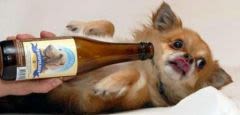 Une bière pour les chiens : quelle drôle d’idée !