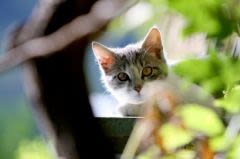 Pour des vacances sans souci avec votre chien ou votre chat
