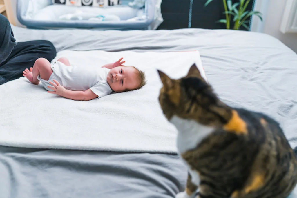 chat et bebe allergie