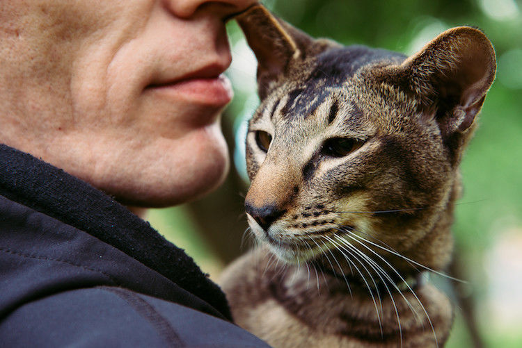 Allergies : le chat dénoncé comme « grand » responsable