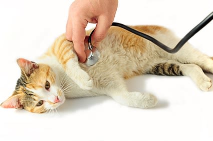 Problèmes cardiaques du chien et chat : écoutez son cœur