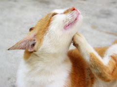 Aoûtats : les chats en sont aussi victimes