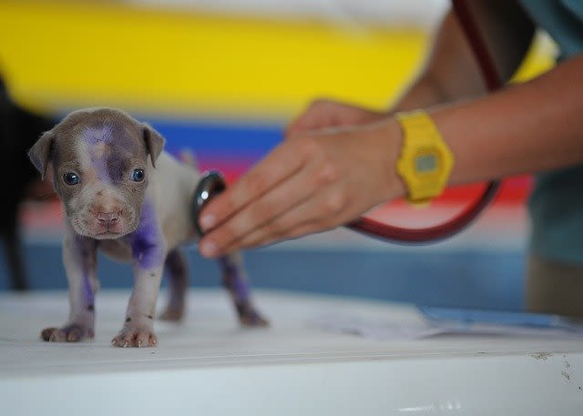 Tout savoir : problèmes cardiaques chez le chien