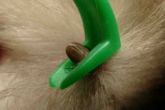 Comment retirer correctement une tique chez le chat ?