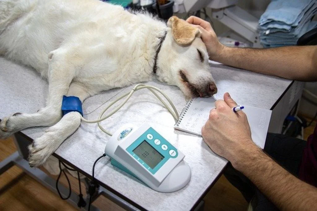 soin vétérinaire